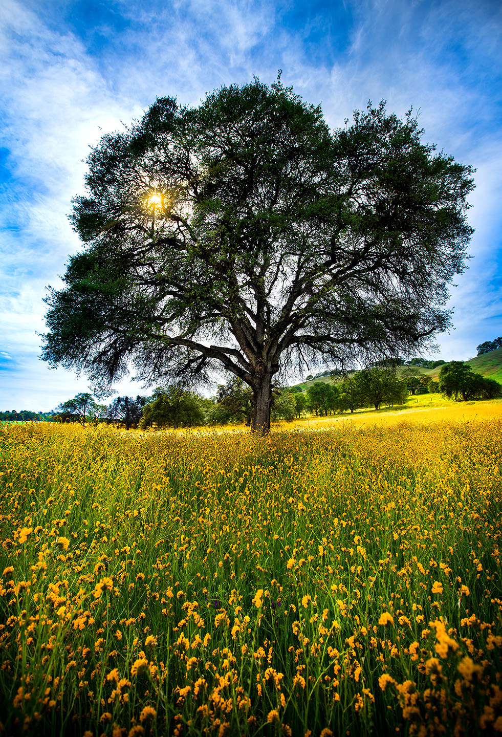 Tree and Sun